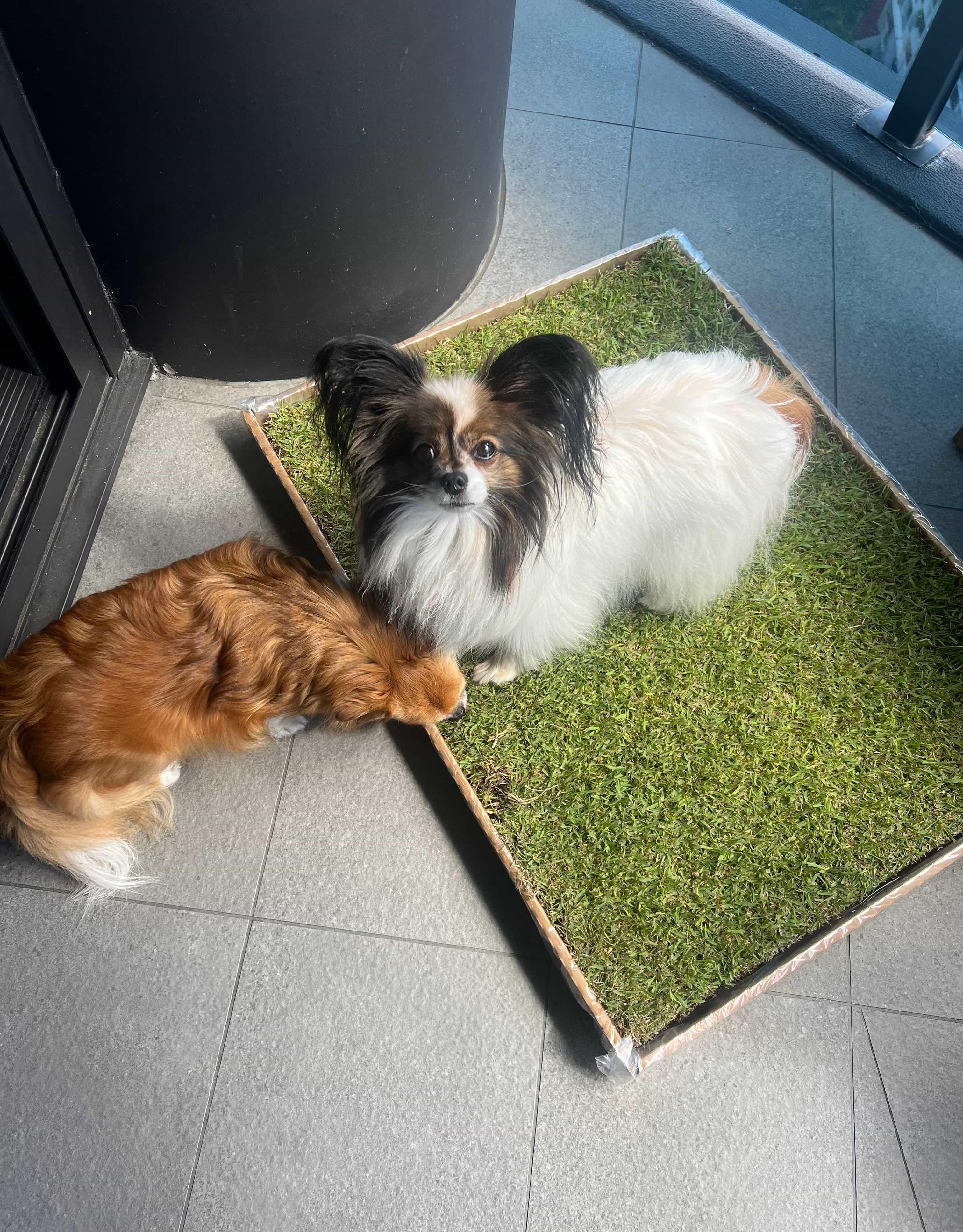 Two small dogs sharing a fresh real grass dog potty patch on a Brisbane apartment balcony