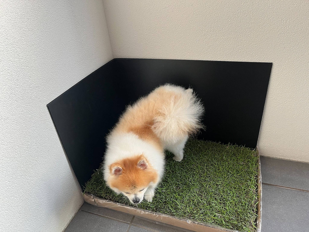 Pee Guard protecting the wall around a real grass potty