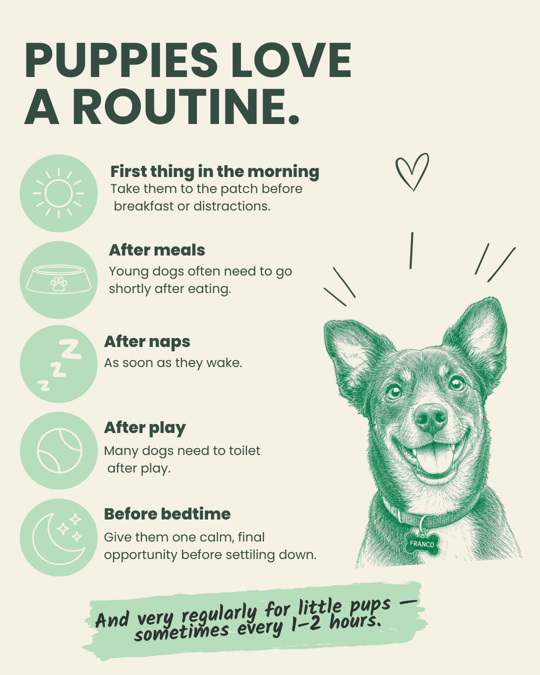 Puppies love a routine — toilet breaks after waking, eating, napping, playing and before bed