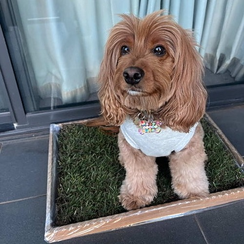Puppy sitting on a fresh real grass potty