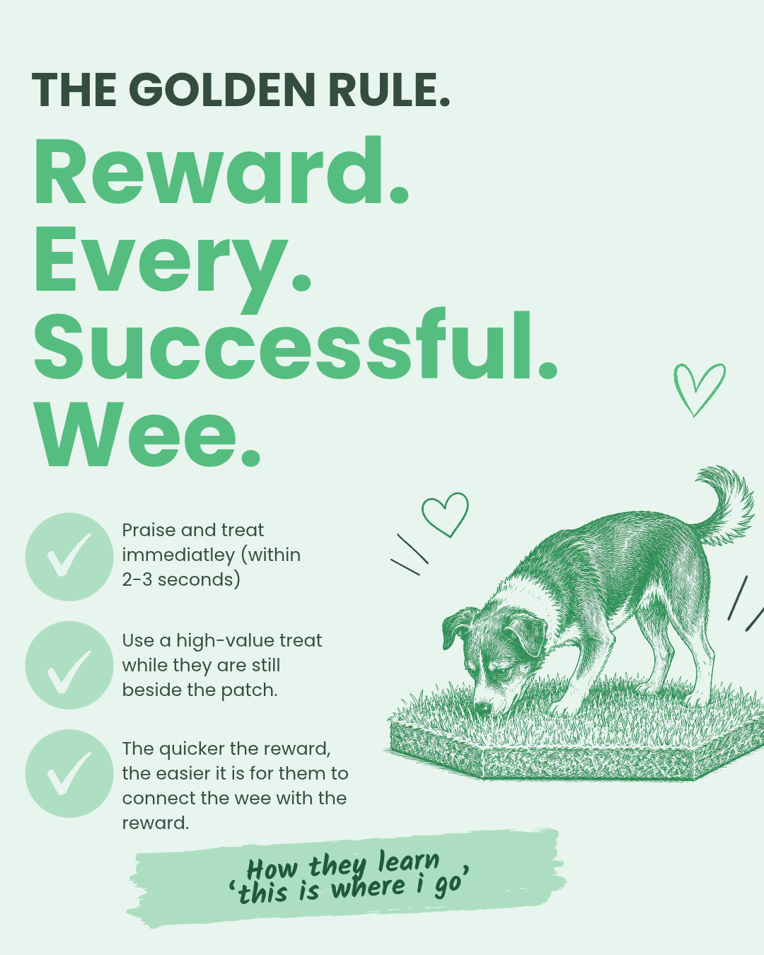 The golden rule of puppy toilet training: reward every successful wee