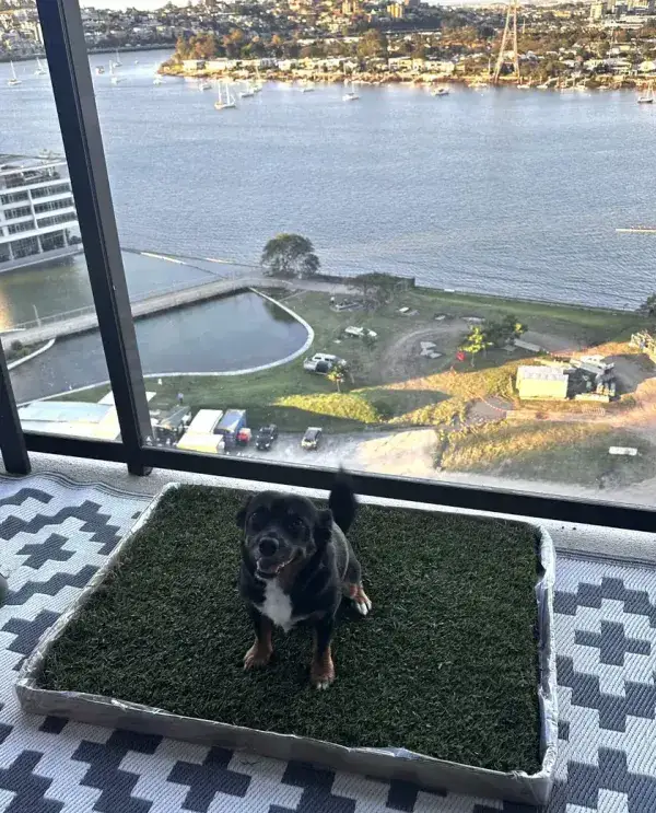 Franco on his fresh grass patch